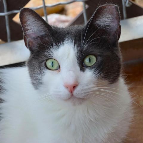 Staedmon, an adoptable Domestic Short Hair in Tucson, AZ, 85711 | Photo Image 4