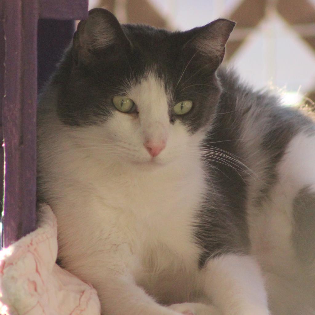 Staedmon, an adoptable Domestic Short Hair in Tucson, AZ, 85711 | Photo Image 4