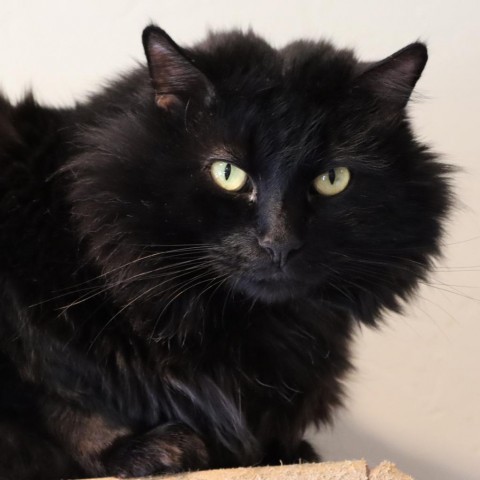 Jiren, an adoptable Domestic Medium Hair in Tucson, AZ, 85711 | Photo Image 1