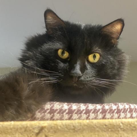 Jiren, an adoptable Domestic Medium Hair in Tucson, AZ, 85711 | Photo Image 3