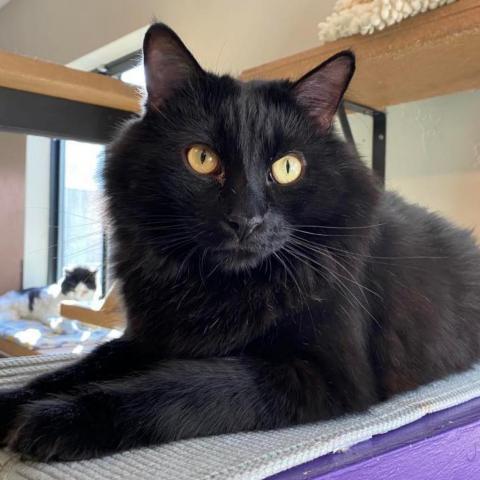 Jiren, an adoptable Domestic Medium Hair in Tucson, AZ, 85711 | Photo Image 4