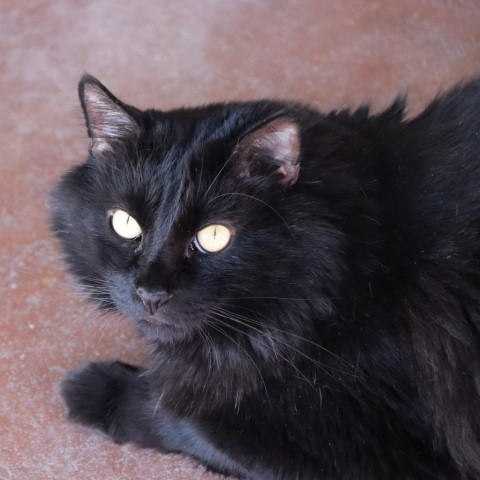 Jiren, an adoptable Domestic Medium Hair in Tucson, AZ, 85711 | Photo Image 5