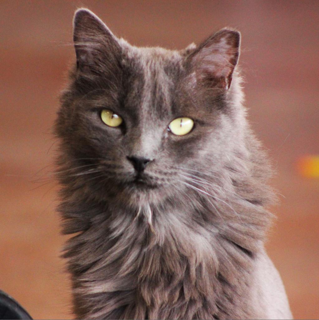 Hubbard, an adoptable Domestic Long Hair in Tucson, AZ, 85711 | Photo Image 1