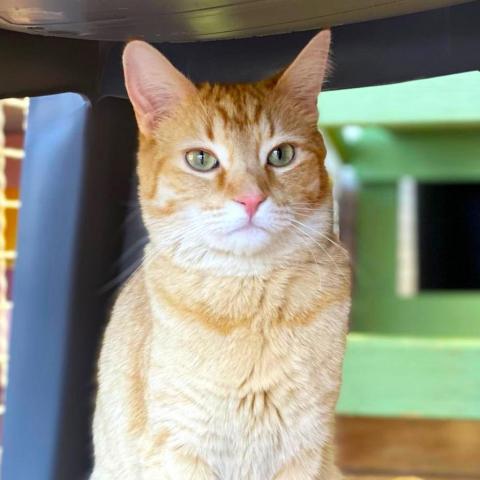 Diem, an adoptable Domestic Short Hair in Tucson, AZ, 85711 | Photo Image 2