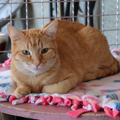 Diem, an adoptable Domestic Short Hair in Tucson, AZ, 85711 | Photo Image 3