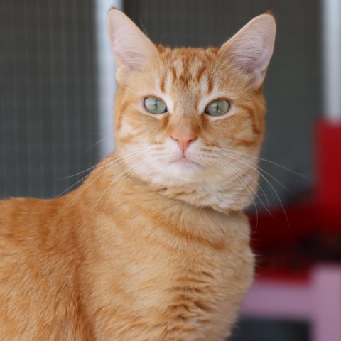 Diem, an adoptable Domestic Short Hair in Tucson, AZ, 85711 | Photo Image 4