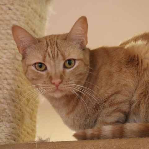 Raya, an adoptable Domestic Short Hair in Tucson, AZ, 85711 | Photo Image 1