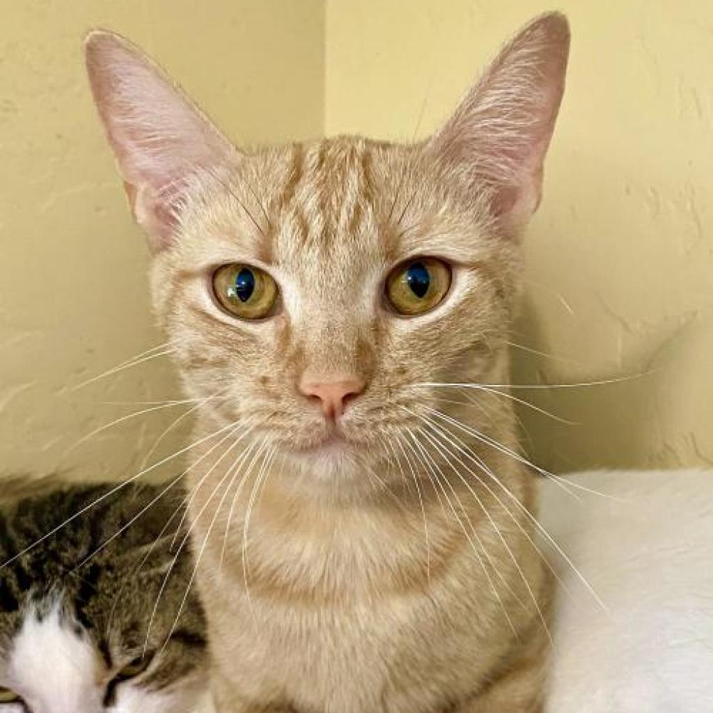 Raya, an adoptable Domestic Short Hair in Tucson, AZ, 85711 | Photo Image 2