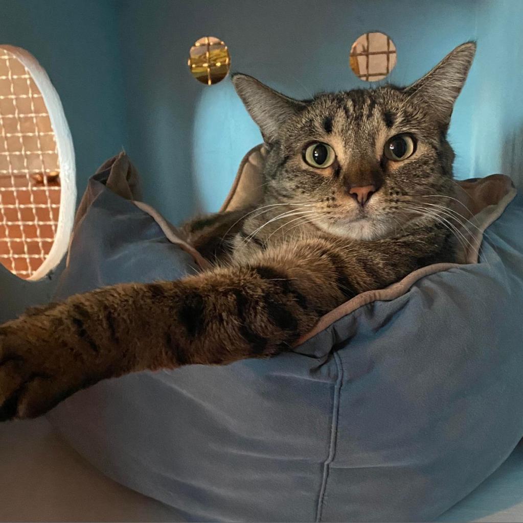 Kickstart, an adoptable Domestic Short Hair in Tucson, AZ, 85711 | Photo Image 2