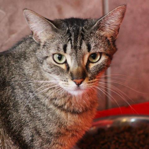 Kickstart, an adoptable Domestic Short Hair in Tucson, AZ, 85711 | Photo Image 5