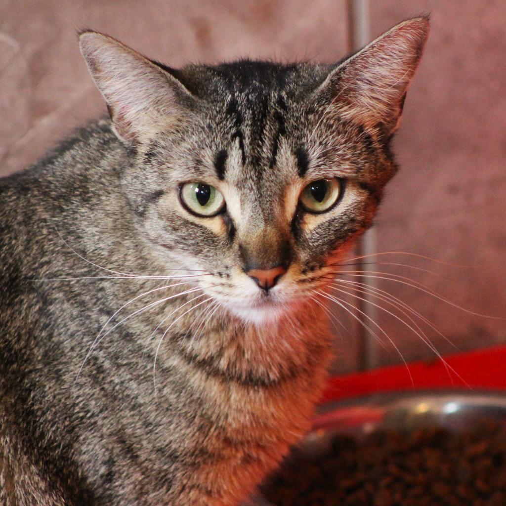 Kickstart, an adoptable Domestic Short Hair in Tucson, AZ, 85711 | Photo Image 5