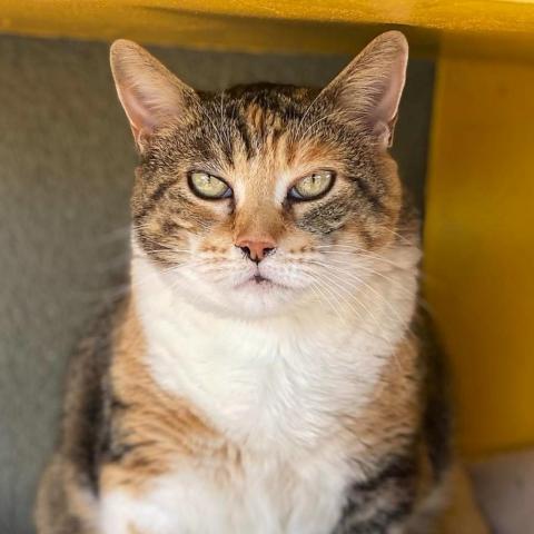 Baby, an adoptable Domestic Short Hair in Tucson, AZ, 85711 | Photo Image 1