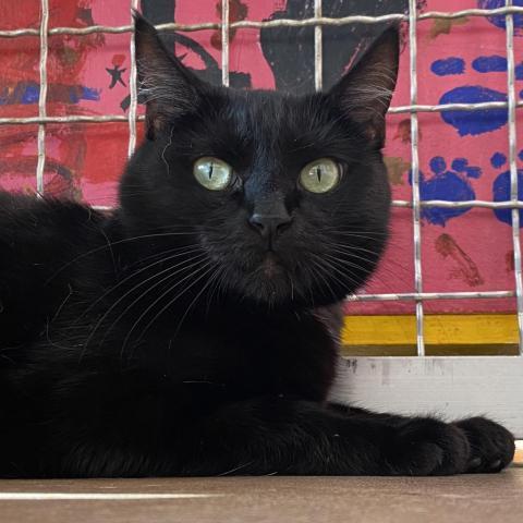 Fabiana, an adoptable Domestic Short Hair in Tucson, AZ, 85711 | Photo Image 4