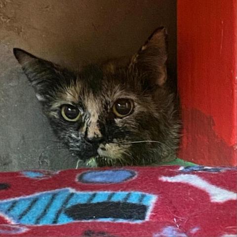 Hostess, an adoptable Domestic Short Hair in Tucson, AZ, 85711 | Photo Image 2