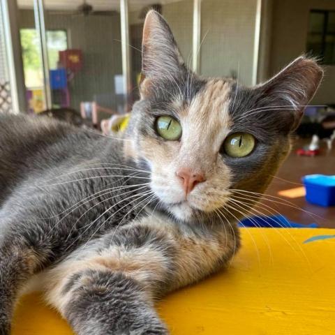 Ginger, an adoptable Domestic Short Hair in Tucson, AZ, 85711 | Photo Image 1