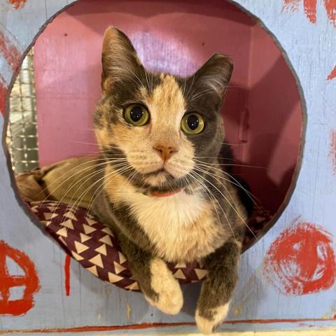 Ginger, an adoptable Domestic Short Hair in Tucson, AZ, 85711 | Photo Image 2