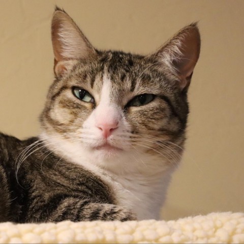 Castle, an adoptable Domestic Short Hair in Tucson, AZ, 85711 | Photo Image 1