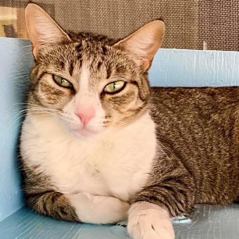 Castle, an adoptable Domestic Short Hair in Tucson, AZ, 85711 | Photo Image 2