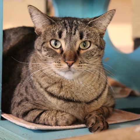 Kickstart, an adoptable Domestic Short Hair in Tucson, AZ, 85711 | Photo Image 1