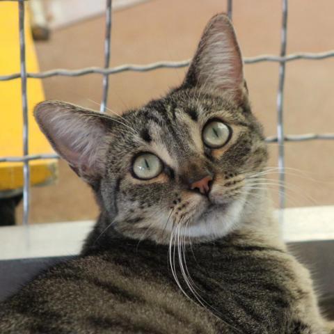 Kickstart, an adoptable Domestic Short Hair in Tucson, AZ, 85711 | Photo Image 3