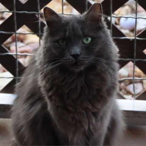 Hubbard, an adoptable Domestic Long Hair in Tucson, AZ, 85711 | Photo Image 2