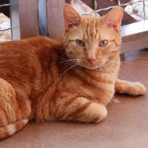 Nindara, an adoptable Domestic Short Hair in Tucson, AZ, 85711 | Photo Image 1