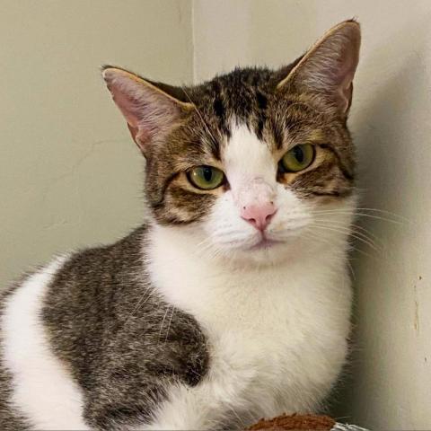 Fossa, an adoptable Domestic Short Hair in Tucson, AZ, 85711 | Photo Image 3