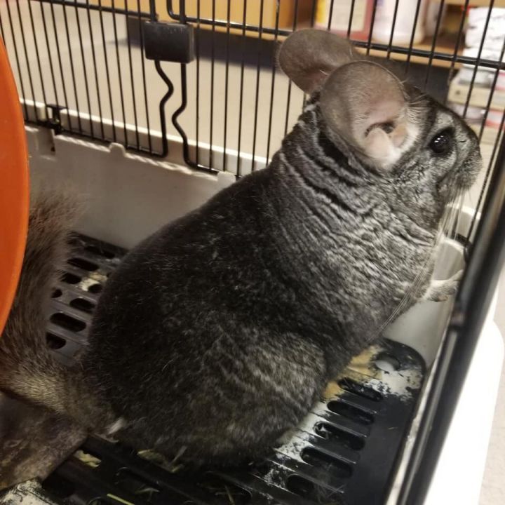 Amadeus, an adopted Chinchilla in Bellingham, WA_image-2
