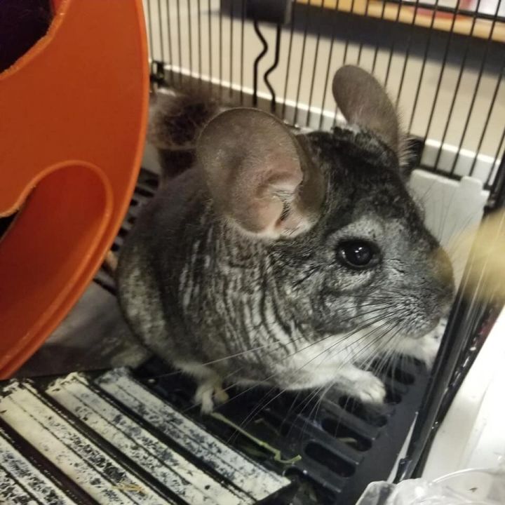 Amadeus, an adopted Chinchilla in Bellingham, WA_image-3