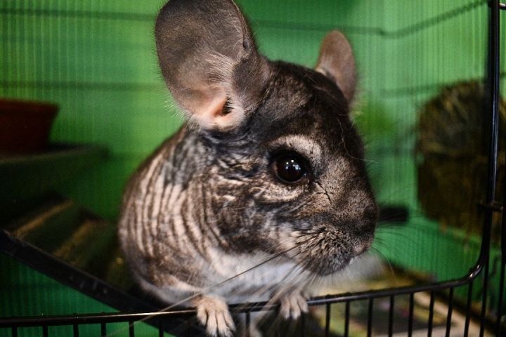 Amadeus, an adopted Chinchilla in Bellingham, WA_image-6