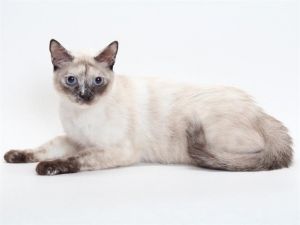 MAXINE Siamese Cat