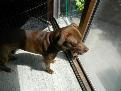 GINGER- Needs a foster/forever home!