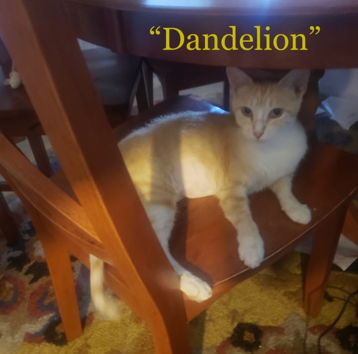 Dandelion  1