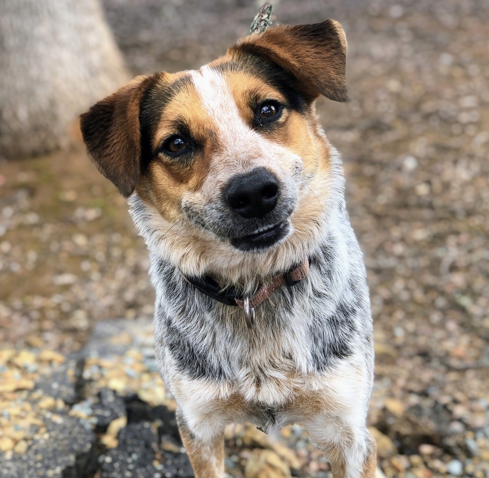 australian cattle dog hound mix