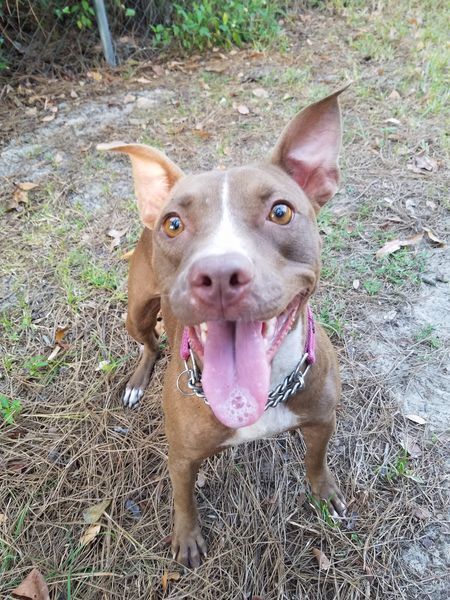 Delilah, an adoptable Pit Bull Terrier in Ocala, FL, 34475 | Photo Image 1