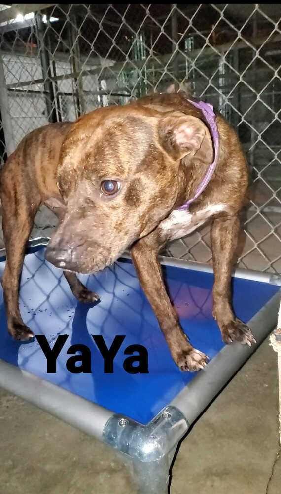 YaYa, an adoptable Pit Bull Terrier in Ocala, FL, 34475 | Photo Image 1