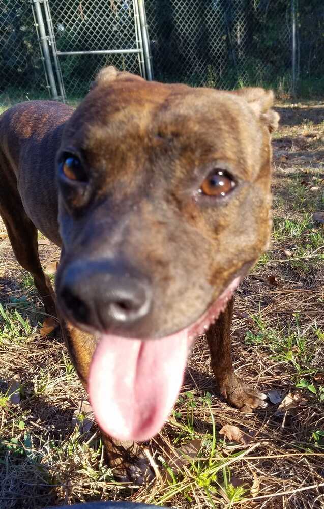 YaYa, an adoptable Pit Bull Terrier in Ocala, FL, 34475 | Photo Image 2