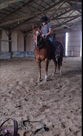 Pippa, an adopted Quarterhorse in Marengo, IL_image-1