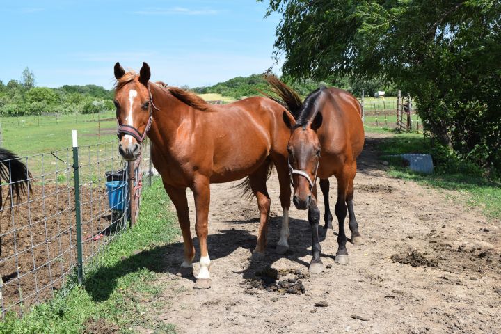 Pippa, an adoptable Quarterhorse in Marengo, IL_image-4