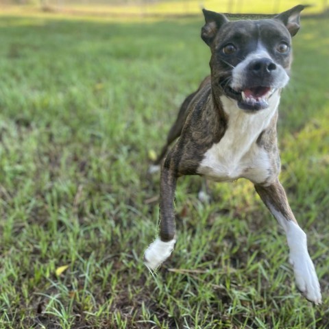 Autumn, an adoptable Boxer, Mixed Breed in Tylertown, MS, 39667 | Photo Image 1