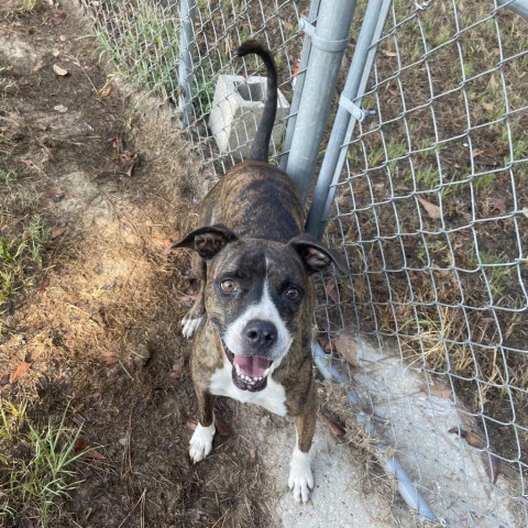 Autumn, an adoptable Boxer, Mixed Breed in Tylertown, MS, 39667 | Photo Image 2