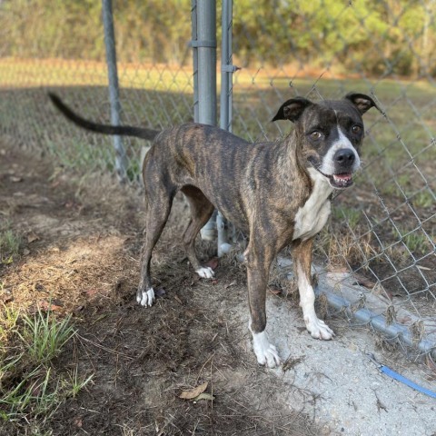 Autumn, an adoptable Boxer, Mixed Breed in Tylertown, MS, 39667 | Photo Image 3