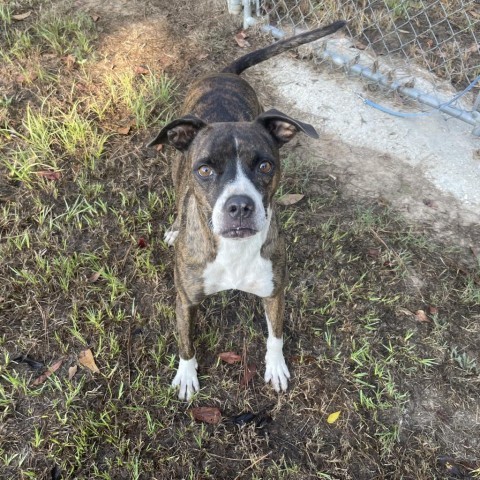 Autumn, an adoptable Boxer, Mixed Breed in Tylertown, MS, 39667 | Photo Image 4