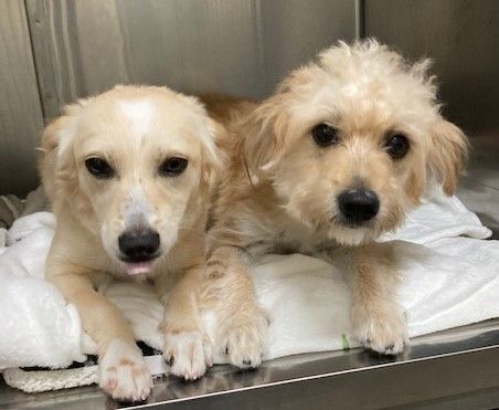 Teddy Bear - Bonded Pair 3