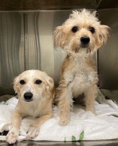 Teddy Bear - Bonded Pair 4