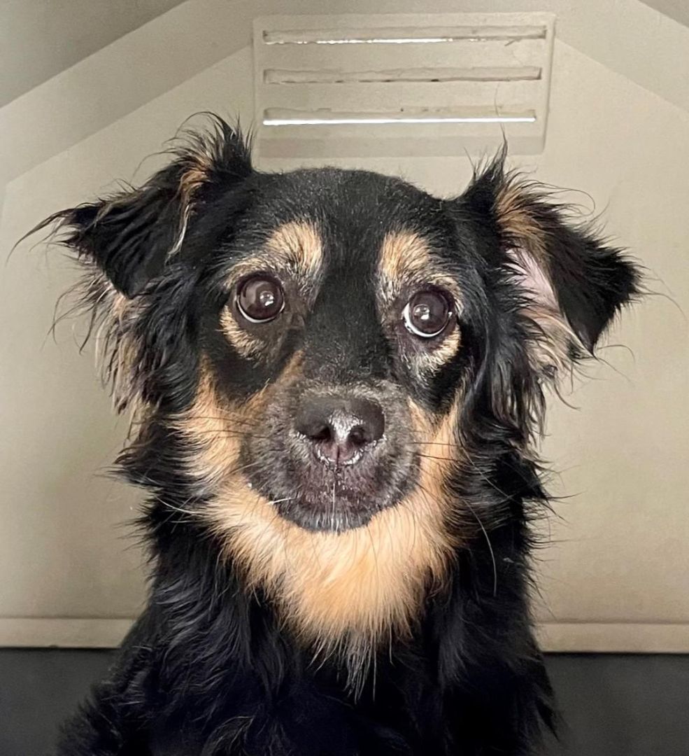 Dog for adoption Rocky, a Shetland Sheepdog / Sheltie & Terrier Mix