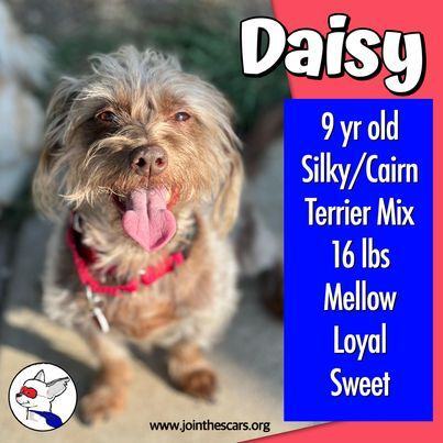 Daisy (and Webster) 2