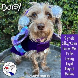 Daisy  Cairn Terrier Dog