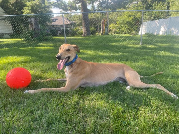 Mike, an adopted Greyhound & Coonhound Mix in Bondurant, IA_image-2