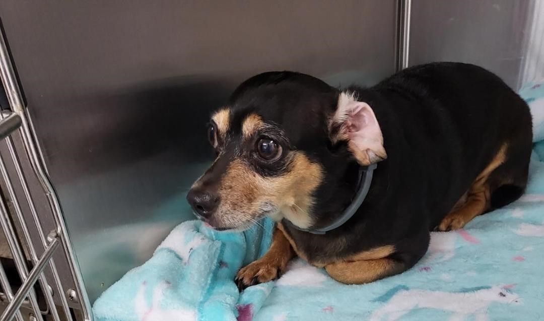Roxie, an adoptable Chihuahua, Dachshund in Crestview, FL, 32539 | Photo Image 2